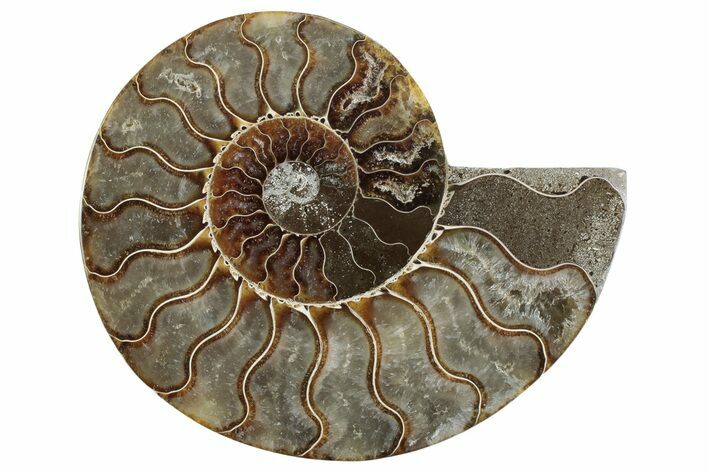 Cut & Polished Ammonite Fossil (Half) - Madagascar #364914